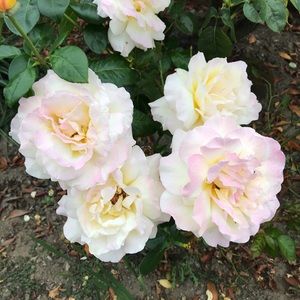 Meet your Posher, Gabby